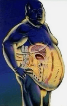 Fat or muscle